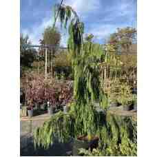 Кипарисовик нутканський Pendula 1,8 м