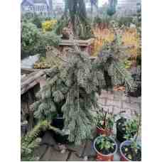 Ель  колючая Glauca Pendula, 60 см