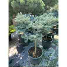 Ель Glauca Globoza Штамб 0,5 м