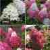 Гортензия метельчатая Fraise Melba, C10