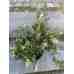 Можжевельник китайский Ekspansa Variegata, С10