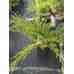 Можжевельник средний Mint Julep, С7,5