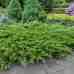 Ялівець казацький Tamariscifolia на штамбі