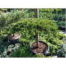 Ялівець казацький Tamariscifolia на штамбі