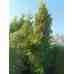 Туя Gold Brabant 3.5 +м