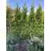 Туя Gold Brabant 3.5 +м