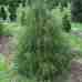 Туя Filiformis
