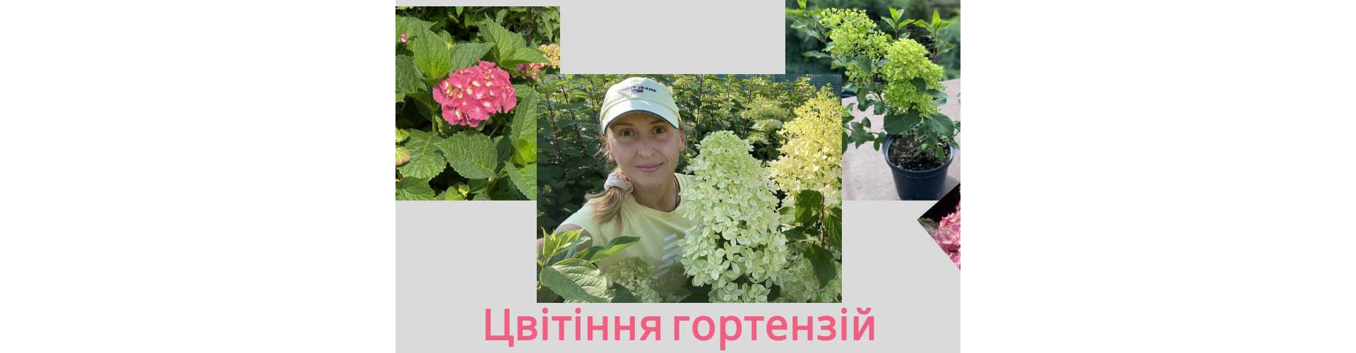 Гортензіі mob