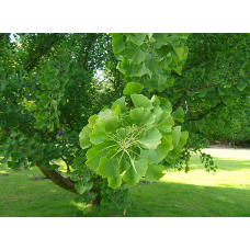 Гінкго Biloba штамб 2.2 м Гінкго Biloba штамб 2.2 м