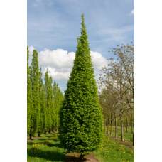 Граб звичайний Фастігіата (Fastigiata), 3+ м