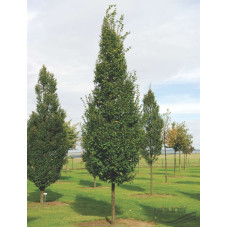 Граб звичайний Lucas (Лукас)