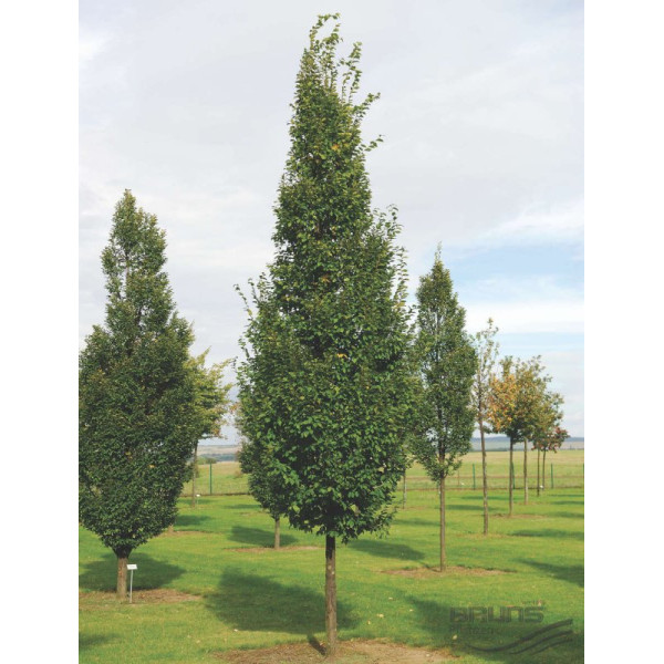 Граб звичайний Lucas (Лукас)