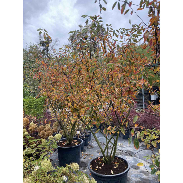 Ірга Ламарка 2 м