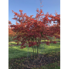 Ірга Ламарка 1-1.5 м