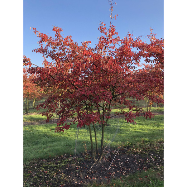 Ірга Ламарка 1-1.5 м