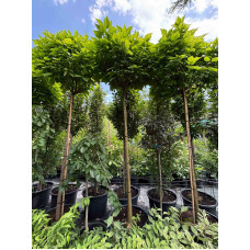 Катальпа бігнонієвидна Nana, Ра2,2м Катальпа бігнонієвидна Nana, Ра2,2м