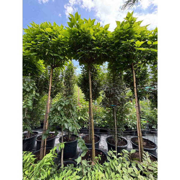 Катальпа бігнонієвидна Nana, Ра2,2м