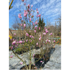 Магнолія Суланжа Генрі Керн (Henry Kern) Магнолія Суланжа Генрі Керн (Henry Kern)