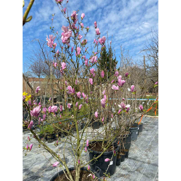 Магнолія Суланжа Генрі Керн (Henry Kern)