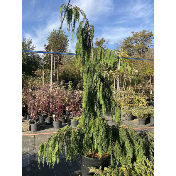 Кипарисовик нутканський Pendula 1,8 м