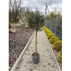 Оливкове дерево на штамбі 90см