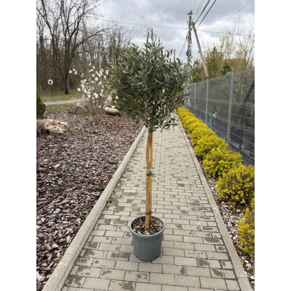 Оливкове дерево на штамбі 90см