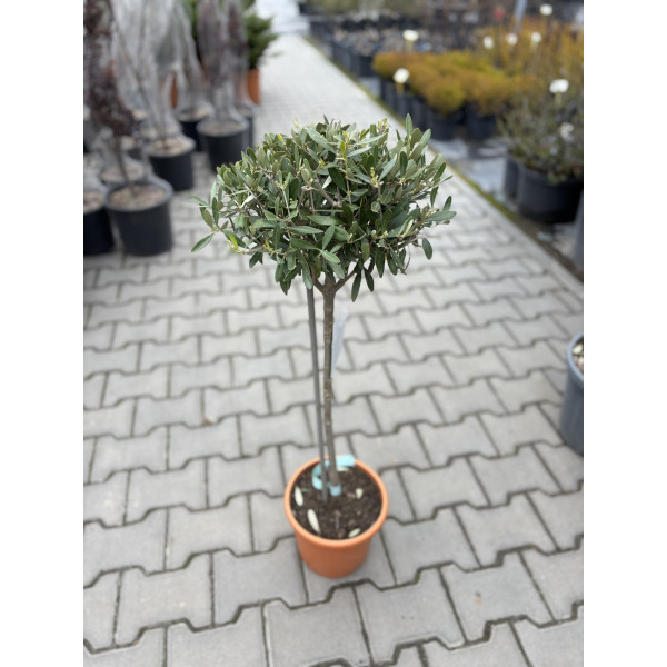Олива  на мініштамбі 60см (Olea Europaea)