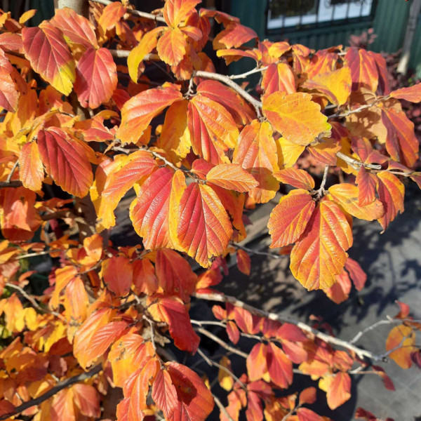 Паротія перська Vanessa 2м