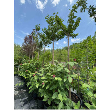 Сакура Kanzan на штамбі 2,2 м Сакура Kanzan на штамбі 2,2 м