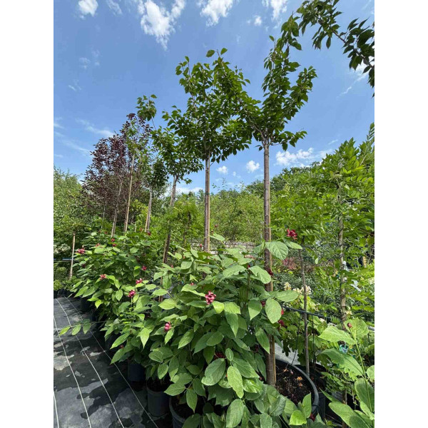 Сакура Kanzan на штамбі 2,2 м