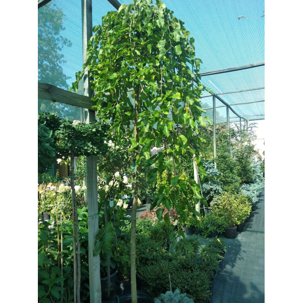 Шовковиця Плакуча Штамб 1,8 м