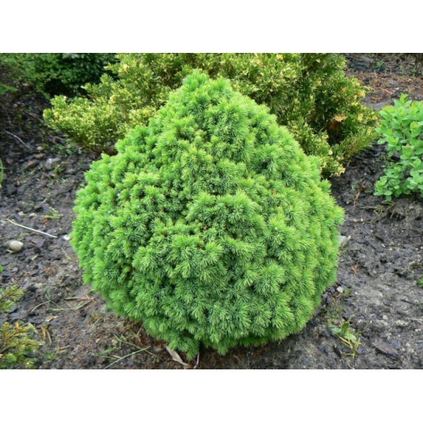 Ялина канадська Alberta Globe, С7.5