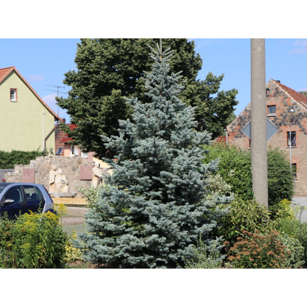 Ялина Blue Mountain, 1+м