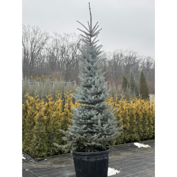 Ель колючая Blue Diamond, 3.5 м