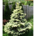 Ель  голубая Bialobok, 1 м