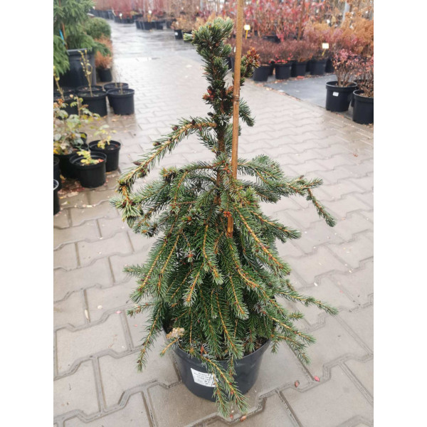 Ялина сербська Pendula Bruns, 60 см
