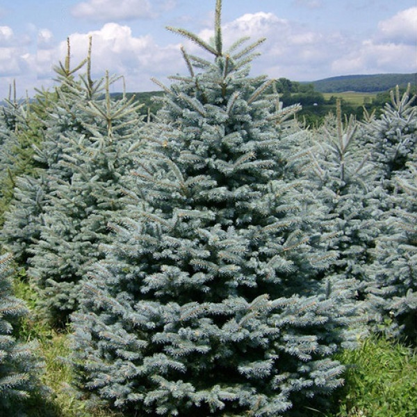 Ялина колюча Kaibab 50см