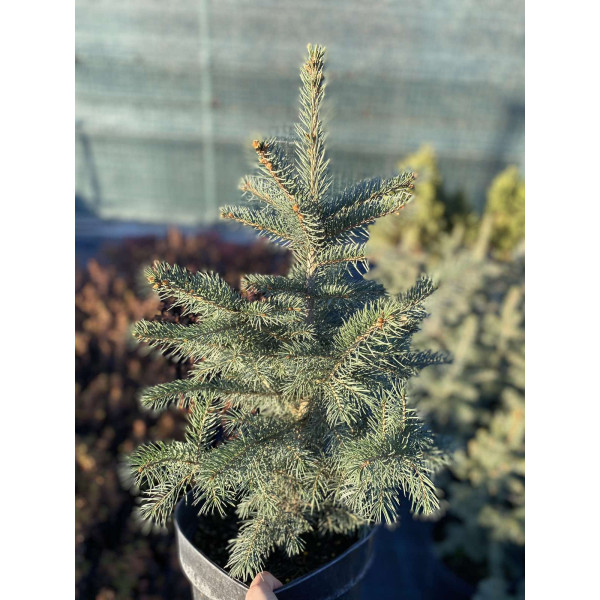 Ялина колюча Kaibab 50-60 см