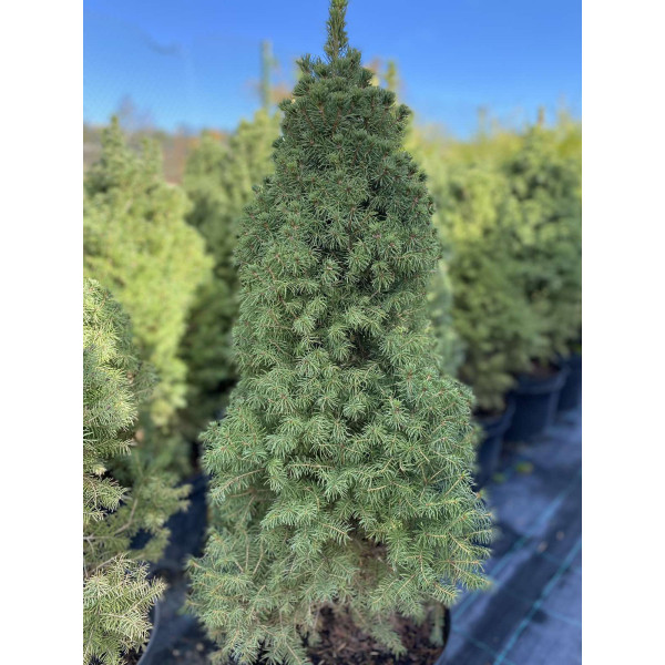 Ялина Conica Glauca, Н1,0 м