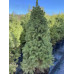 Ялина Conica Glauca, Н1,0 м Ялина Conica Glauca, Н1,0 м