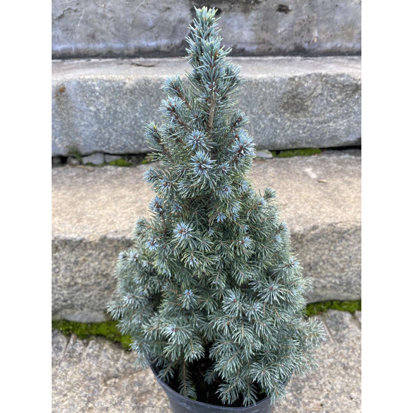 Ялина канадська Sanders Blue, С5