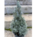 Ялина канадська Sanders Blue, С5 Ялина канадська Sanders Blue, С5