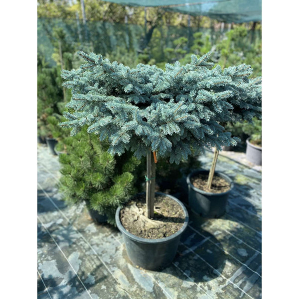 Ялина Glauca Globoza на штамбі