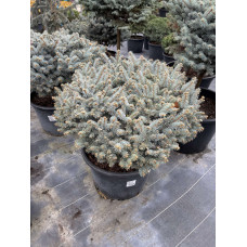 Ялина Glauca Globoza 0,6 м Ялина Glauca Globoza 0,6 м