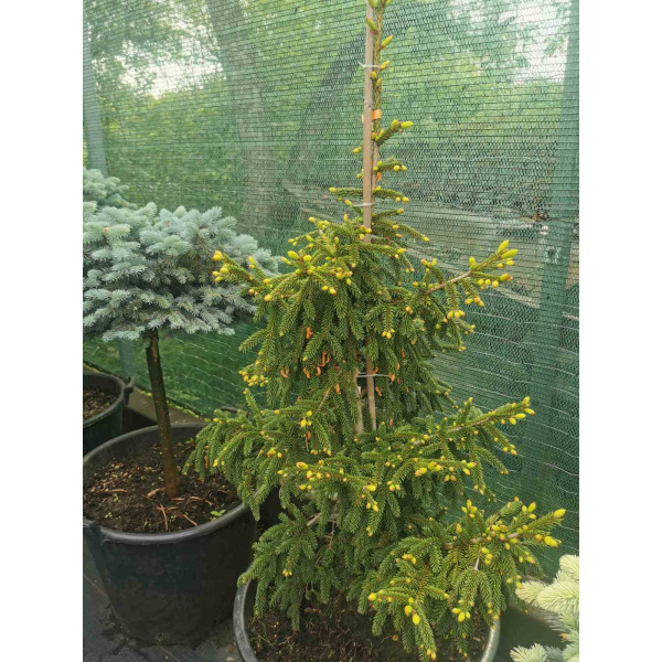 Ялина східна Golden Start, 1.3 м