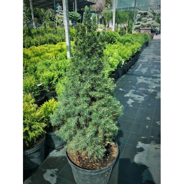 Ялина Conica Glauca, Н0,8м