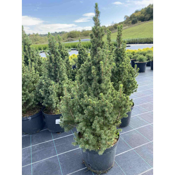 Ялина Conica Glauca класична, 10 л