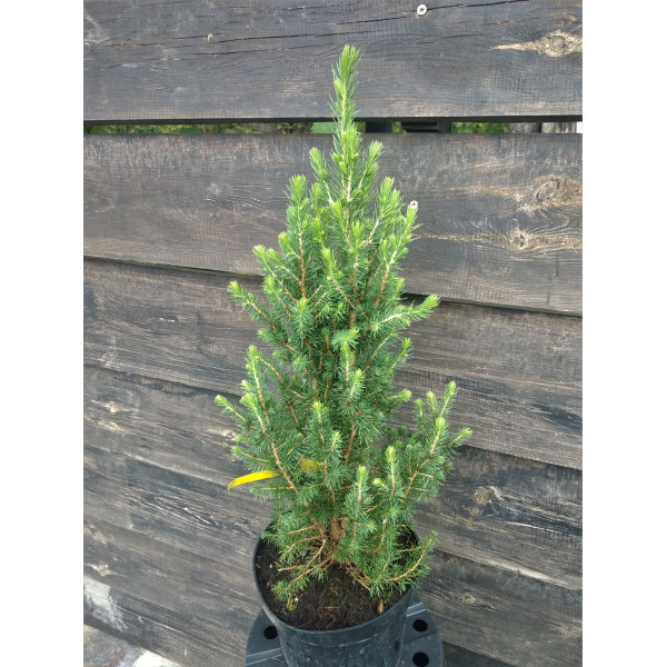 Ялина Conica December, С5