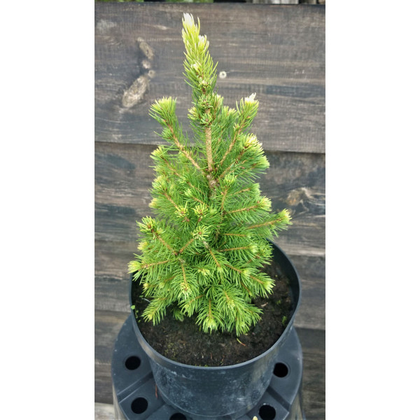 Ялина Rainbow's Еnd, С5