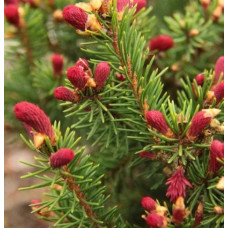 Ялина звичайна Rydal, 0.8 м